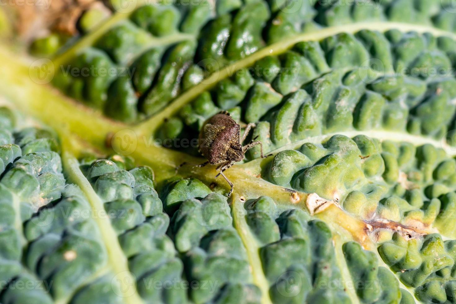 percevejo marrom asiático em vegetais foto