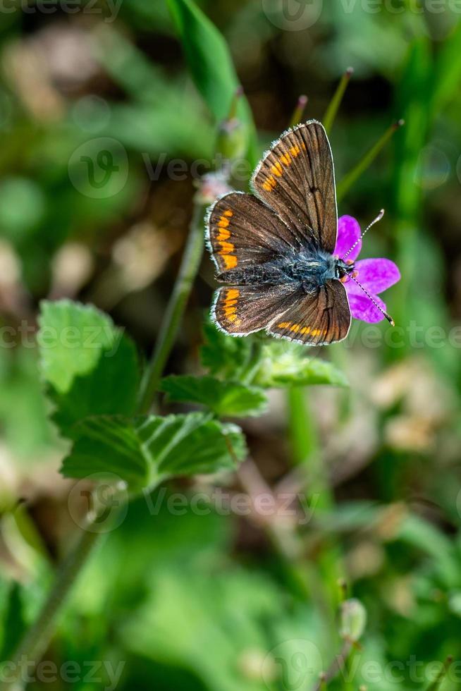 a aricia cramera foto