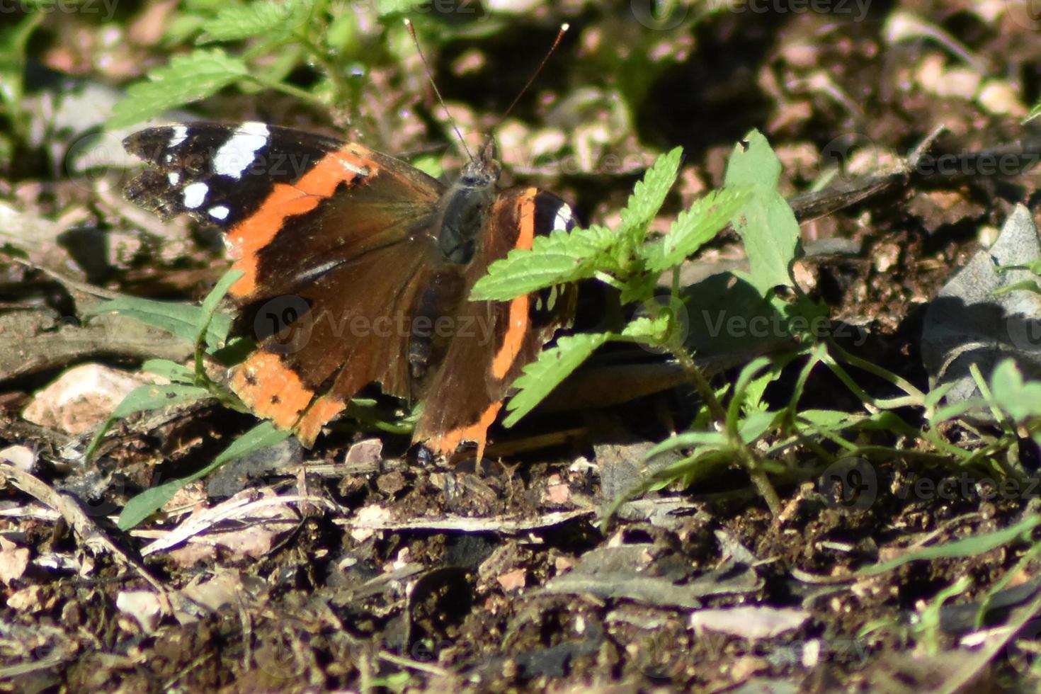 a borboleta colorida foto