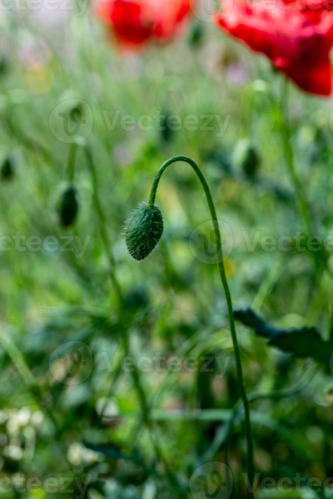 o botão de papoula foto