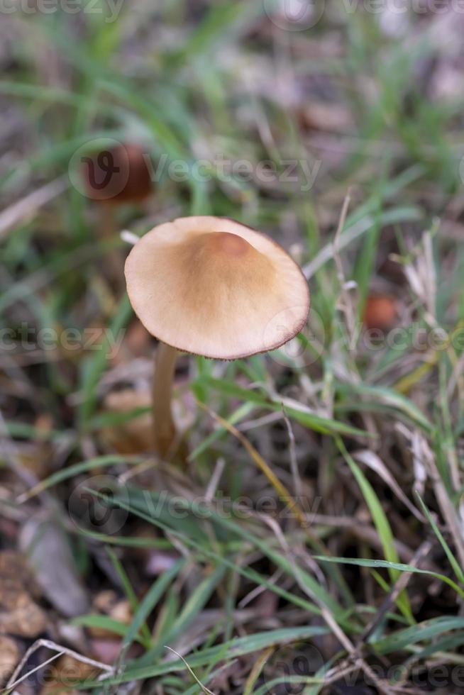 família de cogumelos selvagens nascida em uma floresta foto