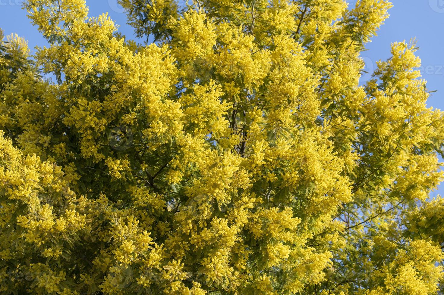 planta mimosa com uma cor amarela intensa foto