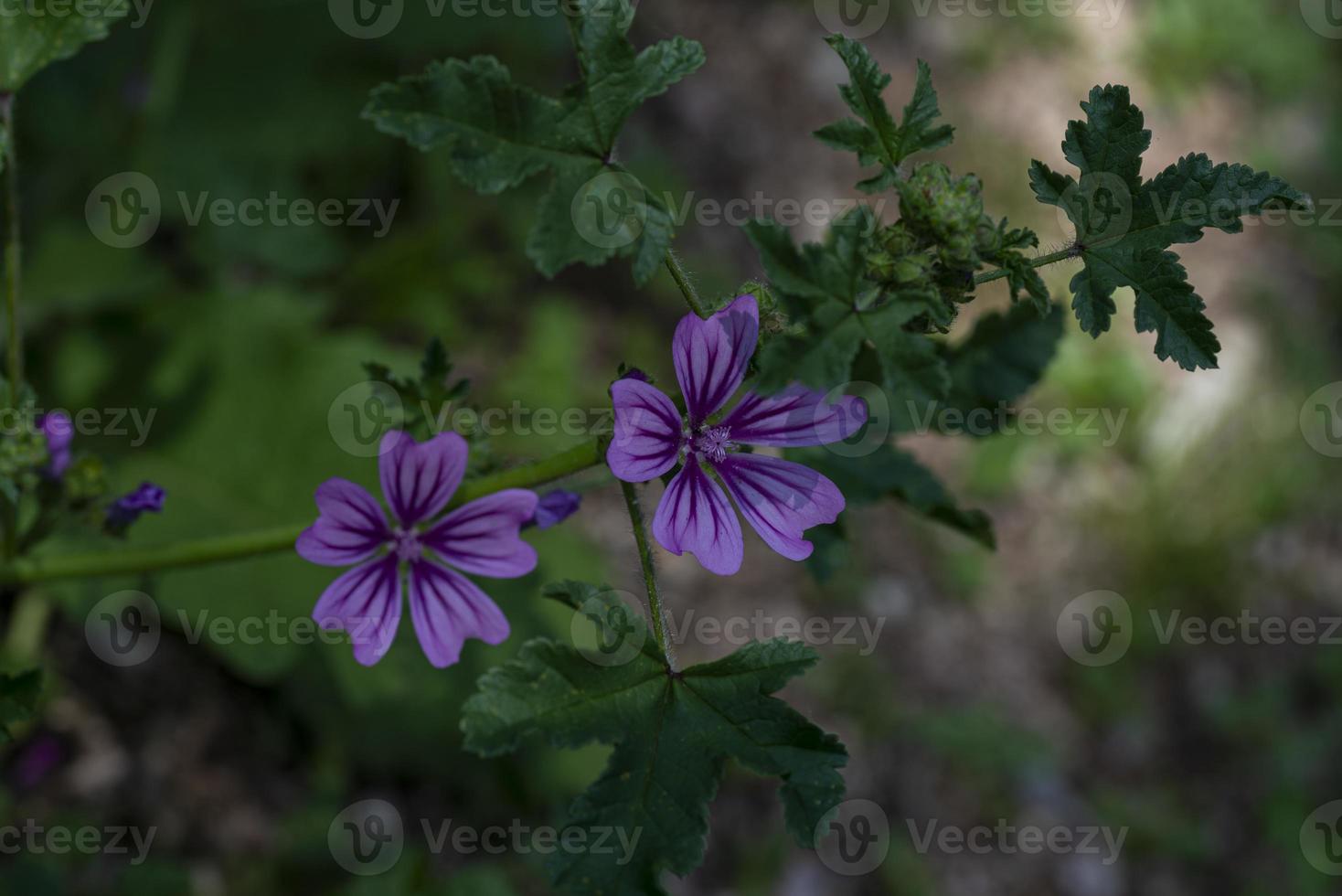 flores de malva em pleno verão foto