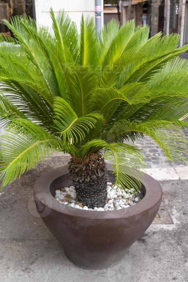 pequena palmeira em um vaso como uma exibição foto