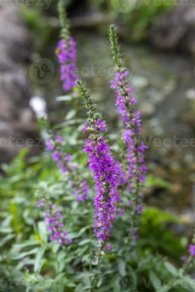 planta selciarella com flores roxas foto