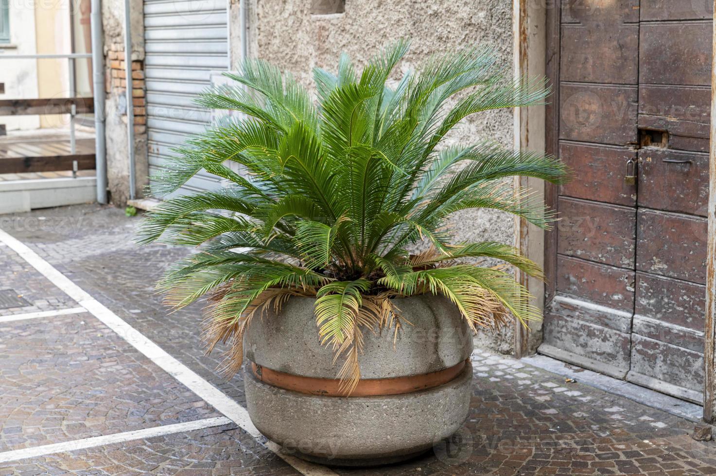 pequena palmeira em um vaso como uma exibição foto