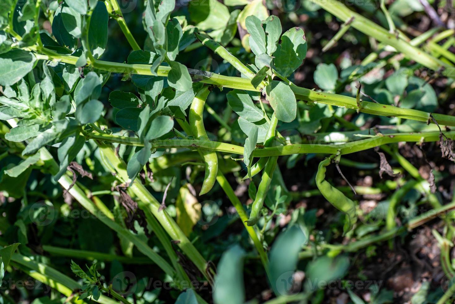 plantação de feijão largo foto