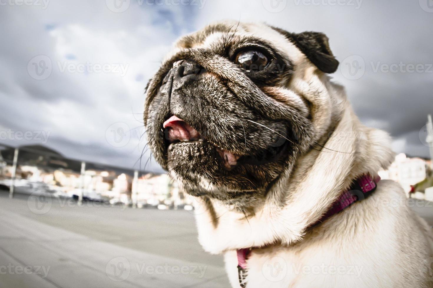 pug lindo chefe foto