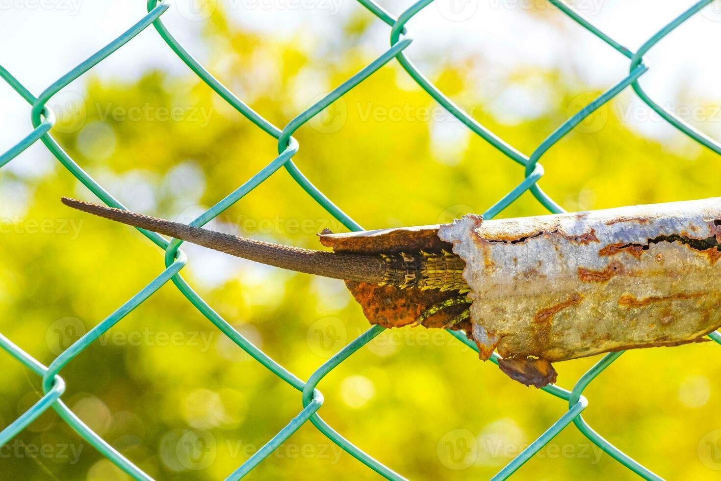 iguana rabo escondido dentro cerca tubo tubo México. foto