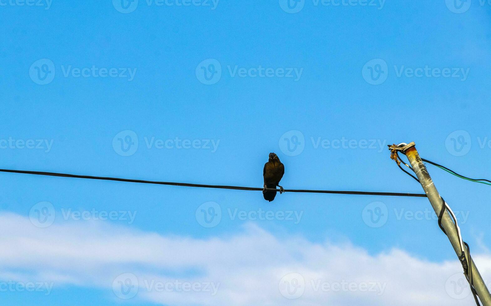 rabo-grande grackle pássaro em poder pólo cabo escada escadaria. foto