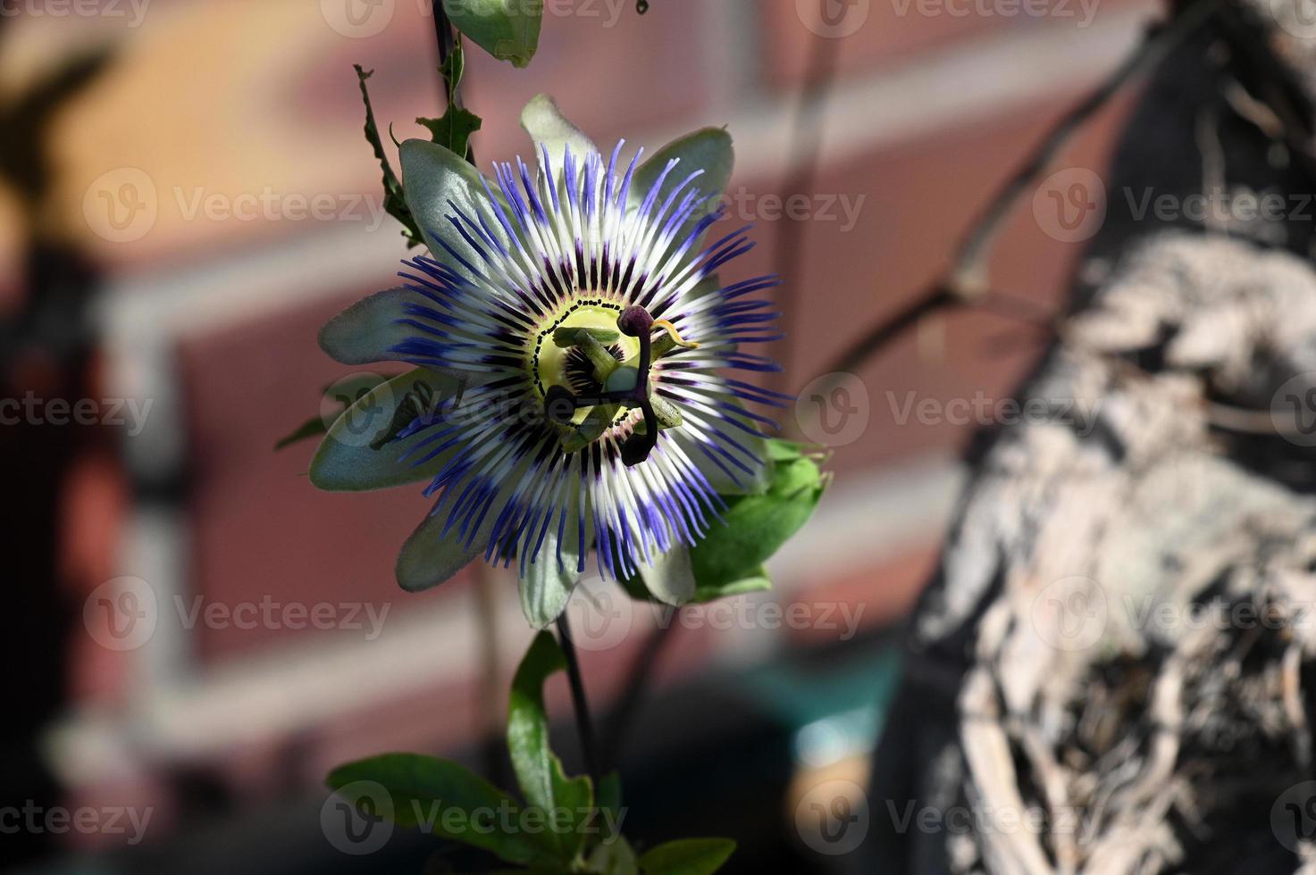 florescendo planta trepadeira passiflora foto