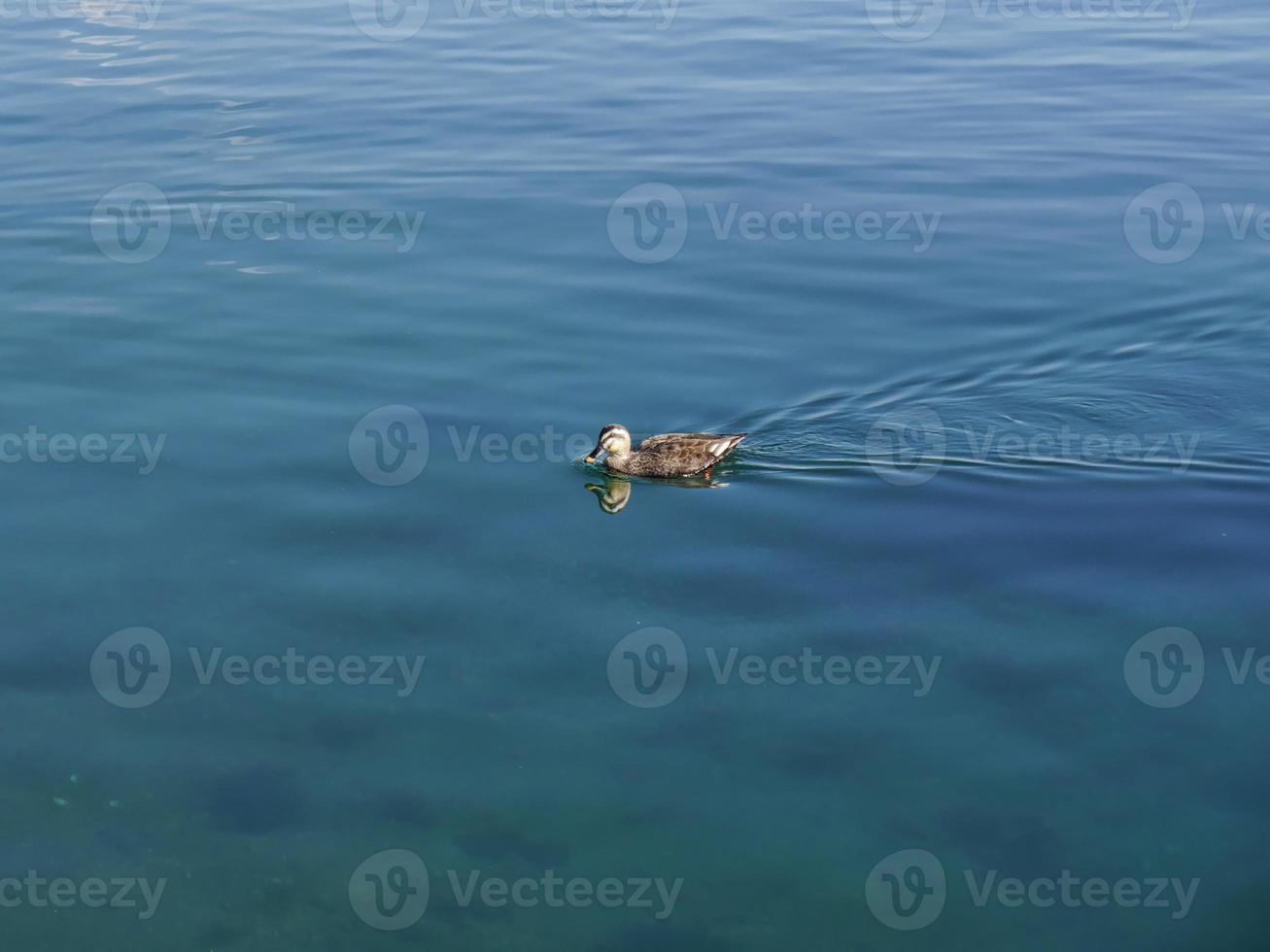 o pato selvagem está nadando no lago foto