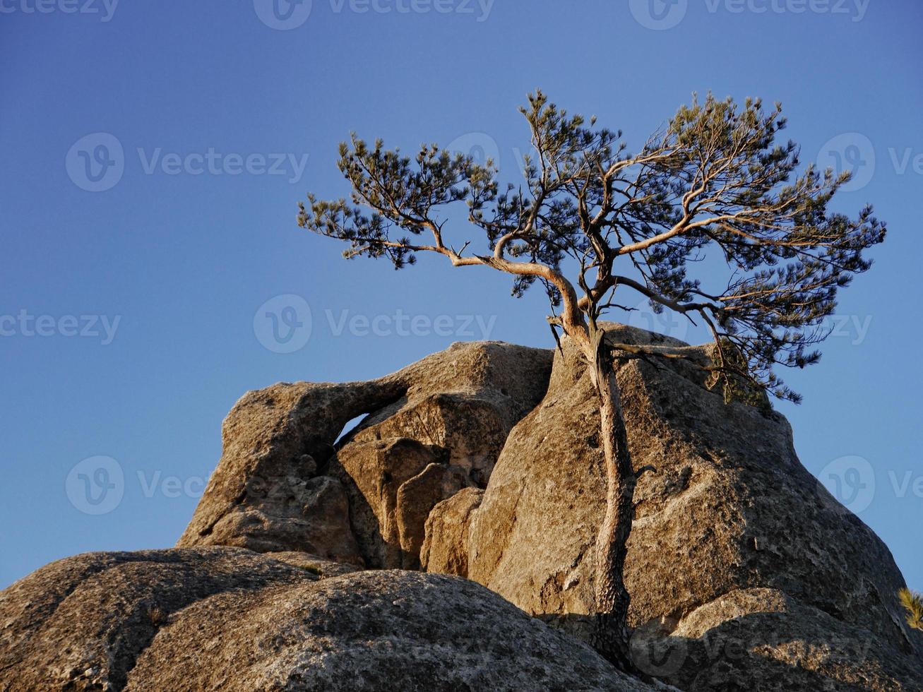 pinheiro da montanha no pico das montanhas seoraksan foto