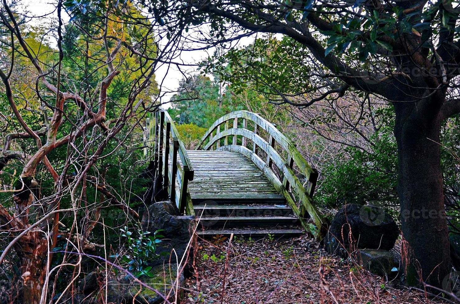 a ponte na floresta da ilha de jeju, coreia do sul foto