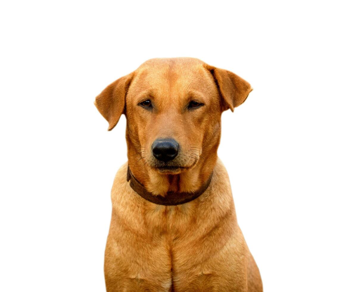 vermelho masculino cachorro isolado branco fundo para ambos impressão e rede Páginas com cortar caminho e alfa canal foto