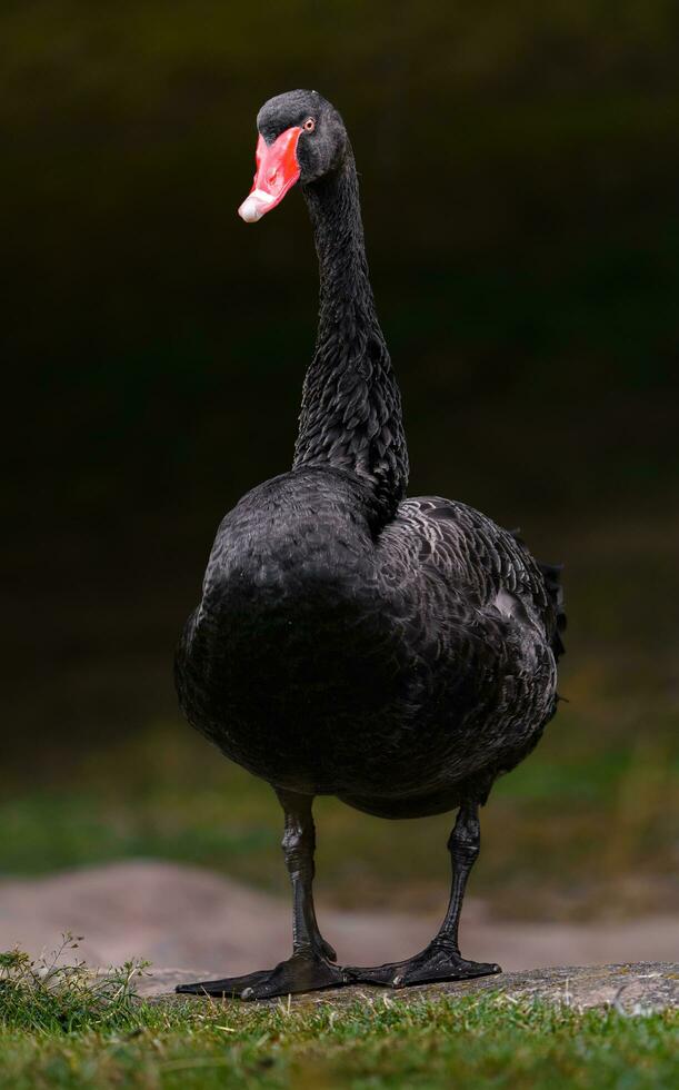 retrato do Preto cisne dentro jardim zoológico foto