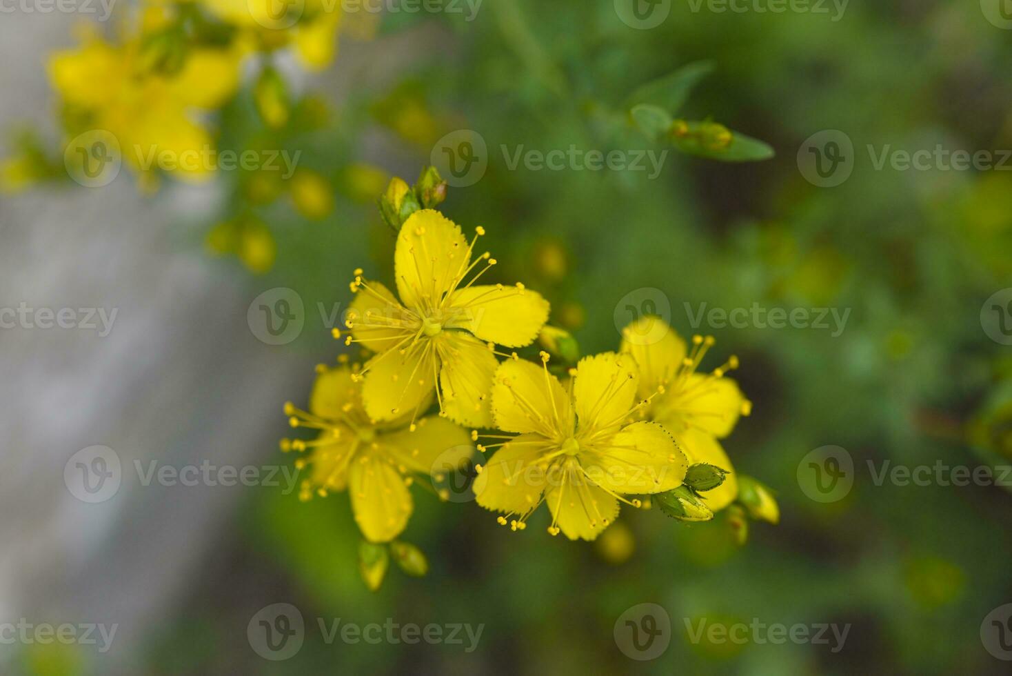 amarelo flores dentro a verão jardim. amarelo st. John's mosto flores hypericum eu. foto