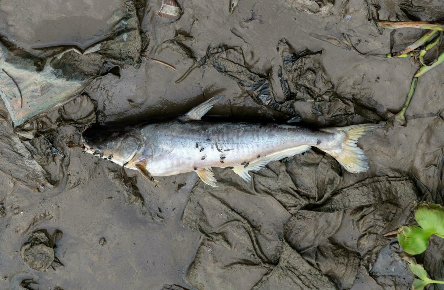 siriped peixe-gato morto em costa foto