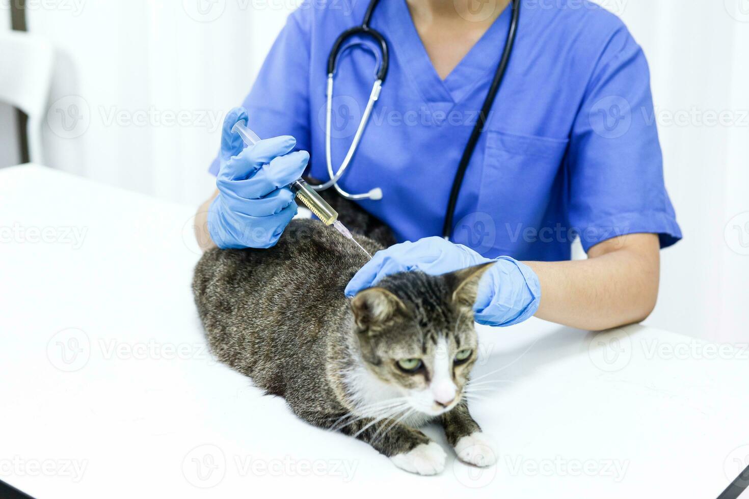 gato em exame mesa do veterinário clínica. veterinário Cuidado. veterinario médico e gato. foto