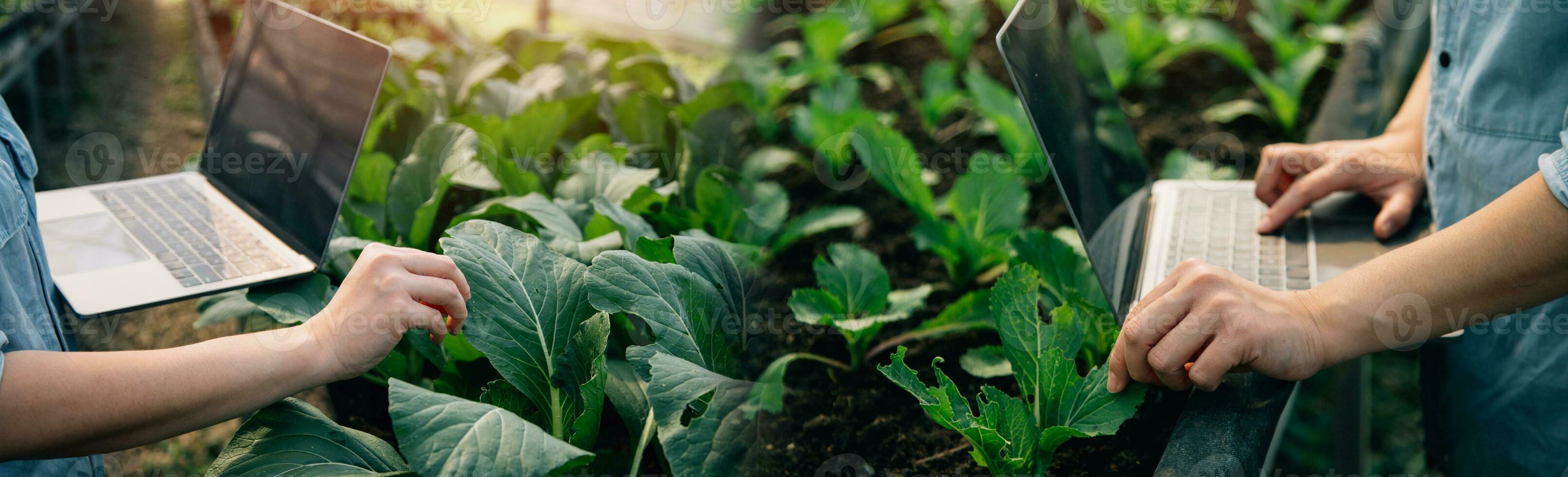 ásia mulher agricultor usando digital tábua dentro vegetal jardim às estufa, o negócio agricultura tecnologia conceito, qualidade inteligente agricultor. foto