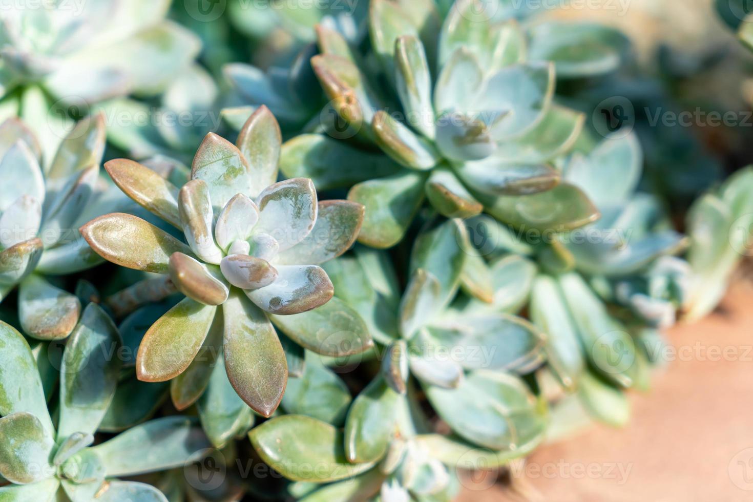 crassulaceae ou kalanchoe blossfeldiana poellnitz foto