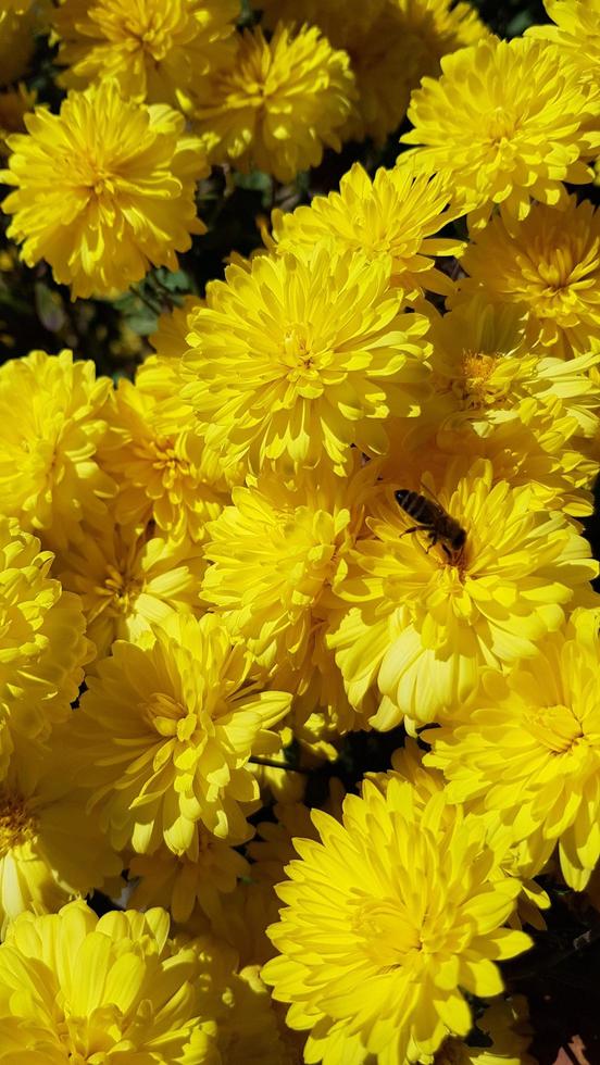 abelha na flor foto