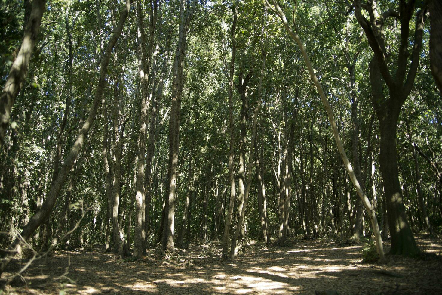 madeiras em a Mediterrâneo costa foto