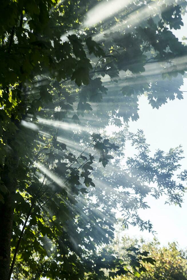 raios solares dentro a floresta foto