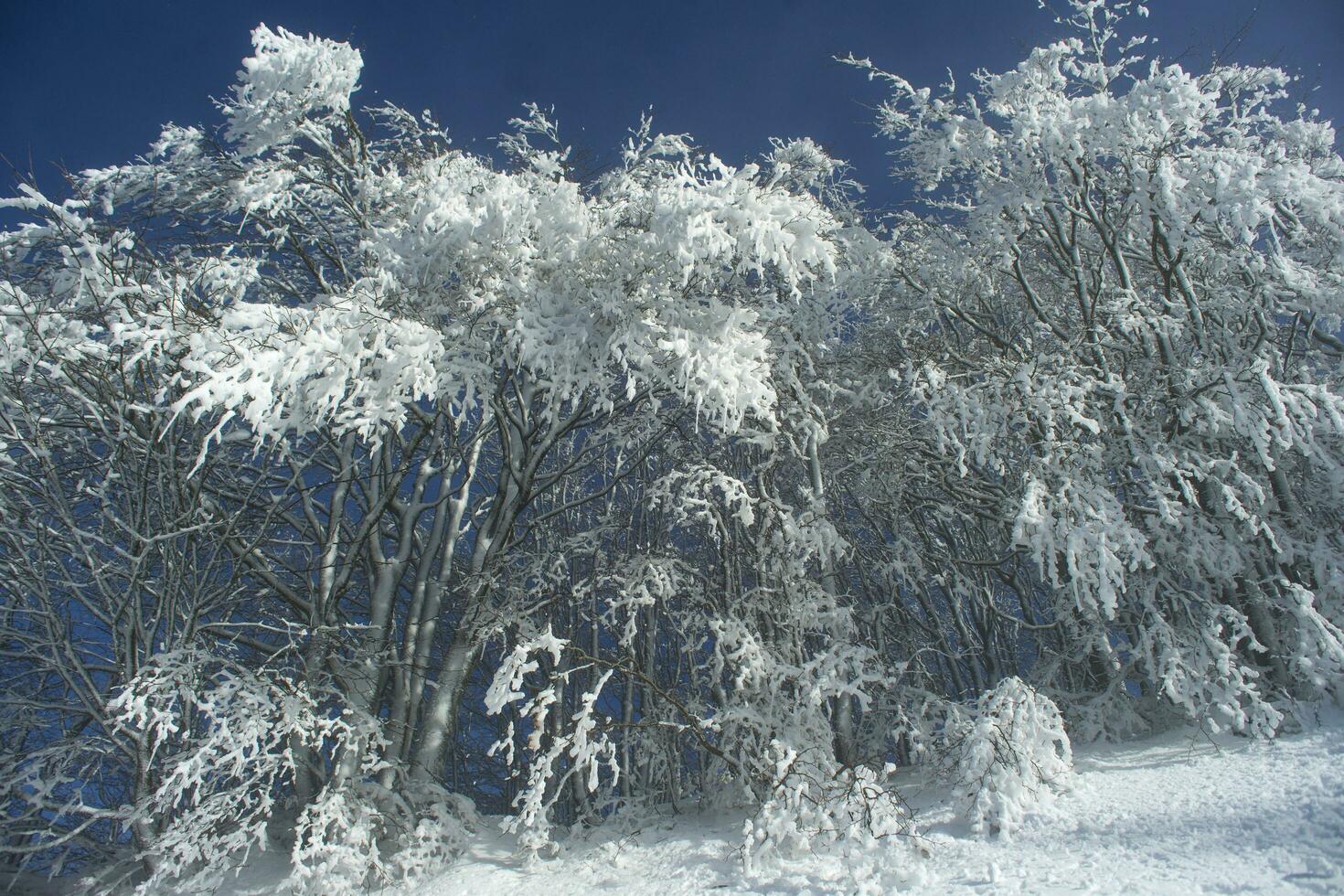 coberto de neve floresta em uma ensolarado dia foto