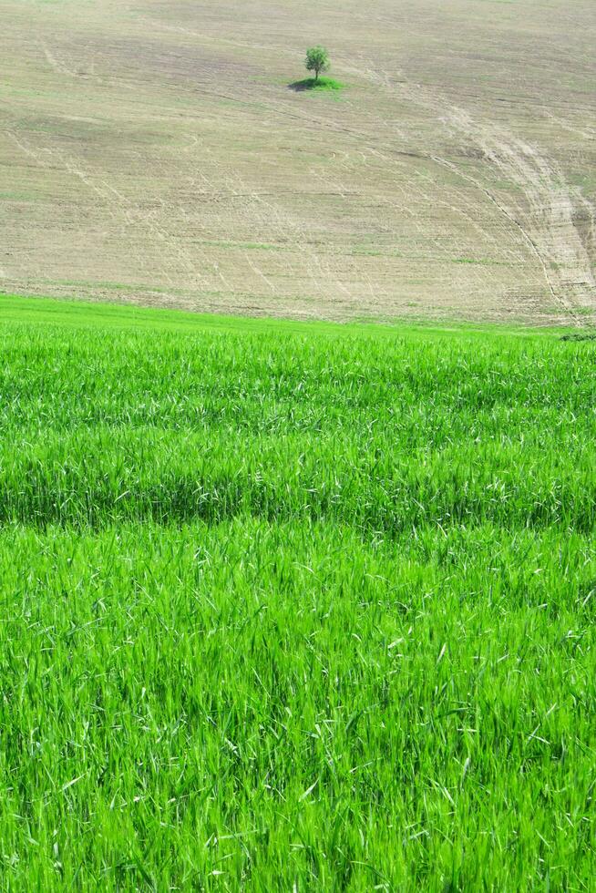 a toscana campo foto