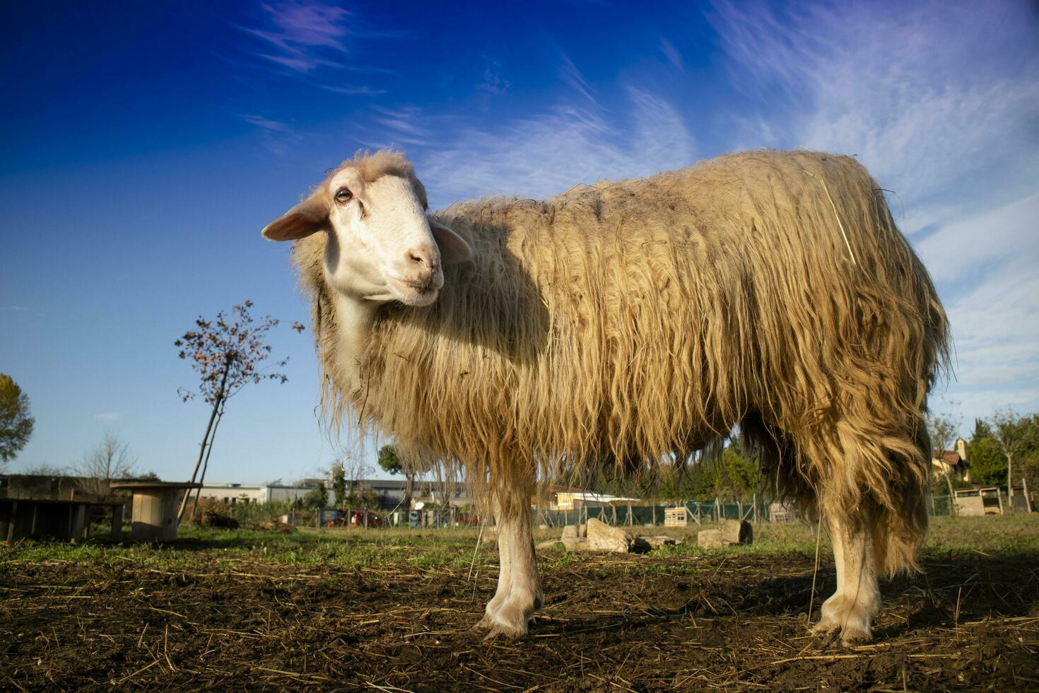 retrato do a italiano ovelha foto