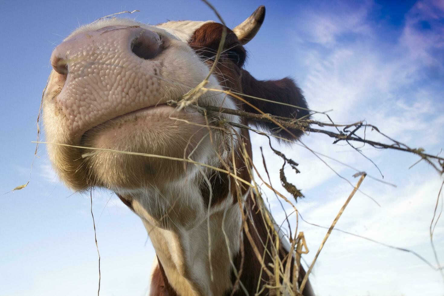 retrato do uma vaca às hora de comer foto