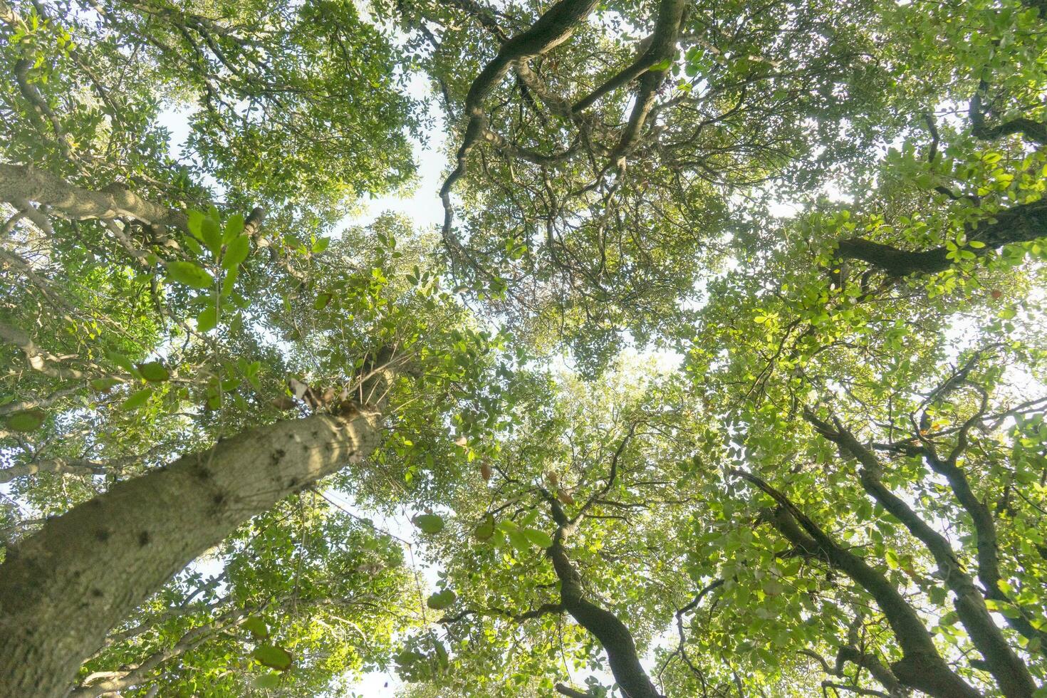 Visão do a debaixo árvore do uma floresta dentro Primavera foto