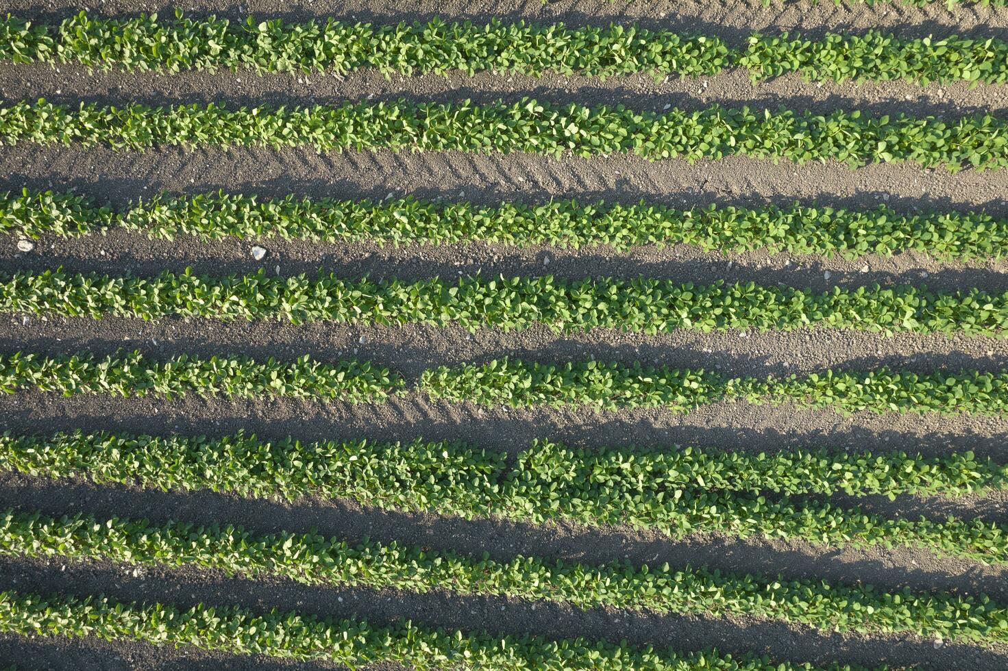 aéreo Visão do uma batata campo foto