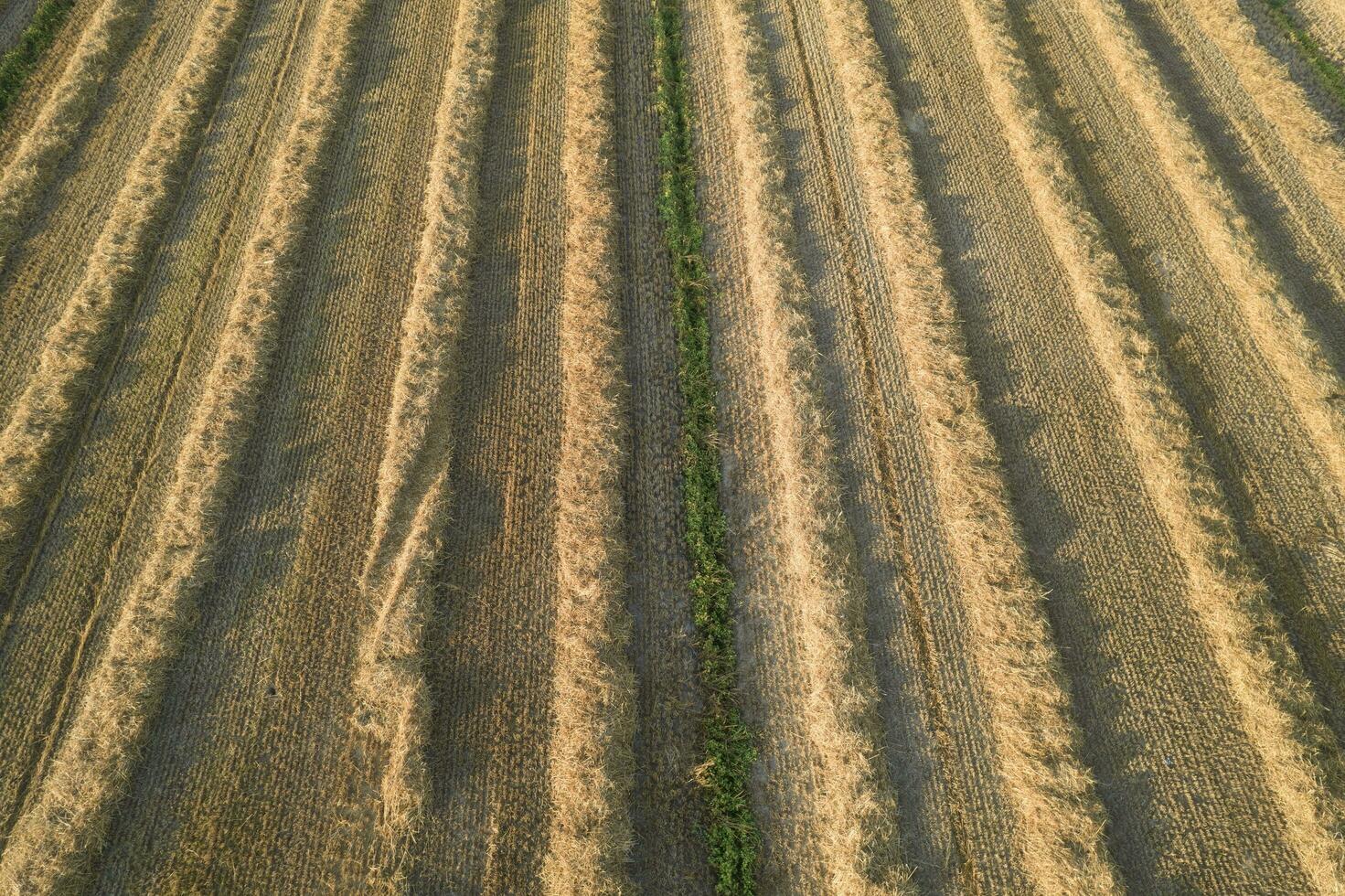 campo preparado para feno colheita foto