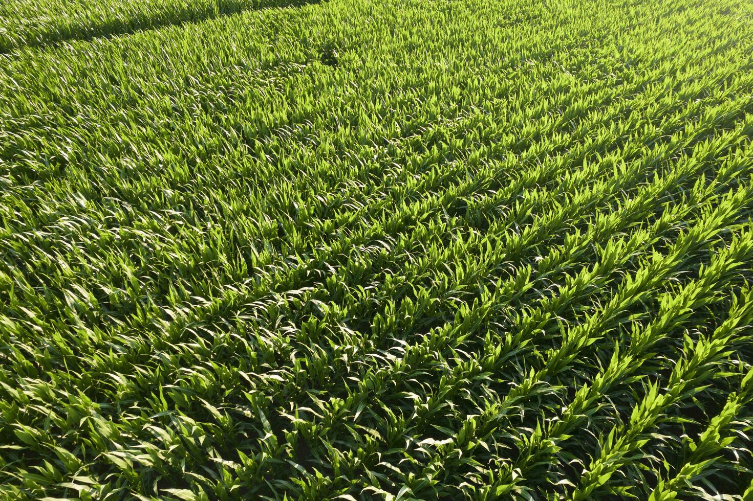 aéreo Visão do uma jovem milho campo foto