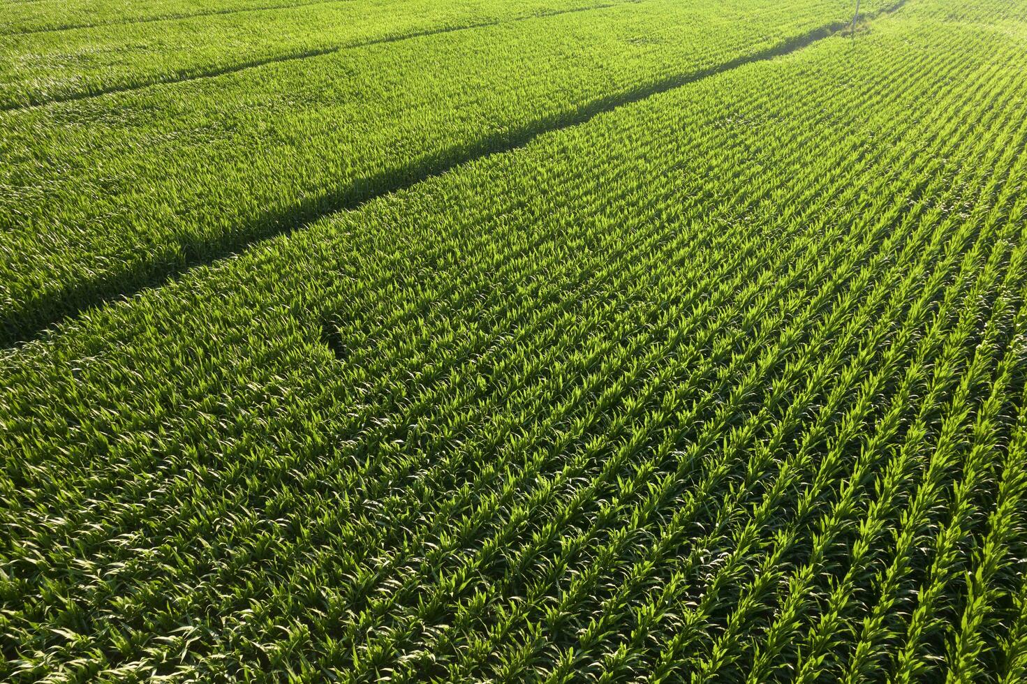 aéreo Visão do uma jovem milho campo foto