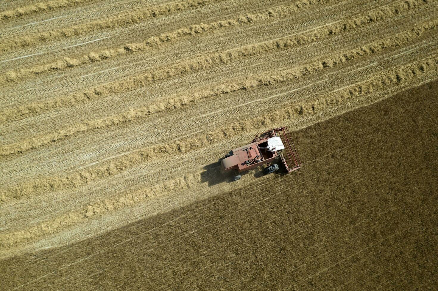 a trabalhos do uma trigo colheitadeira dentro a verão foto