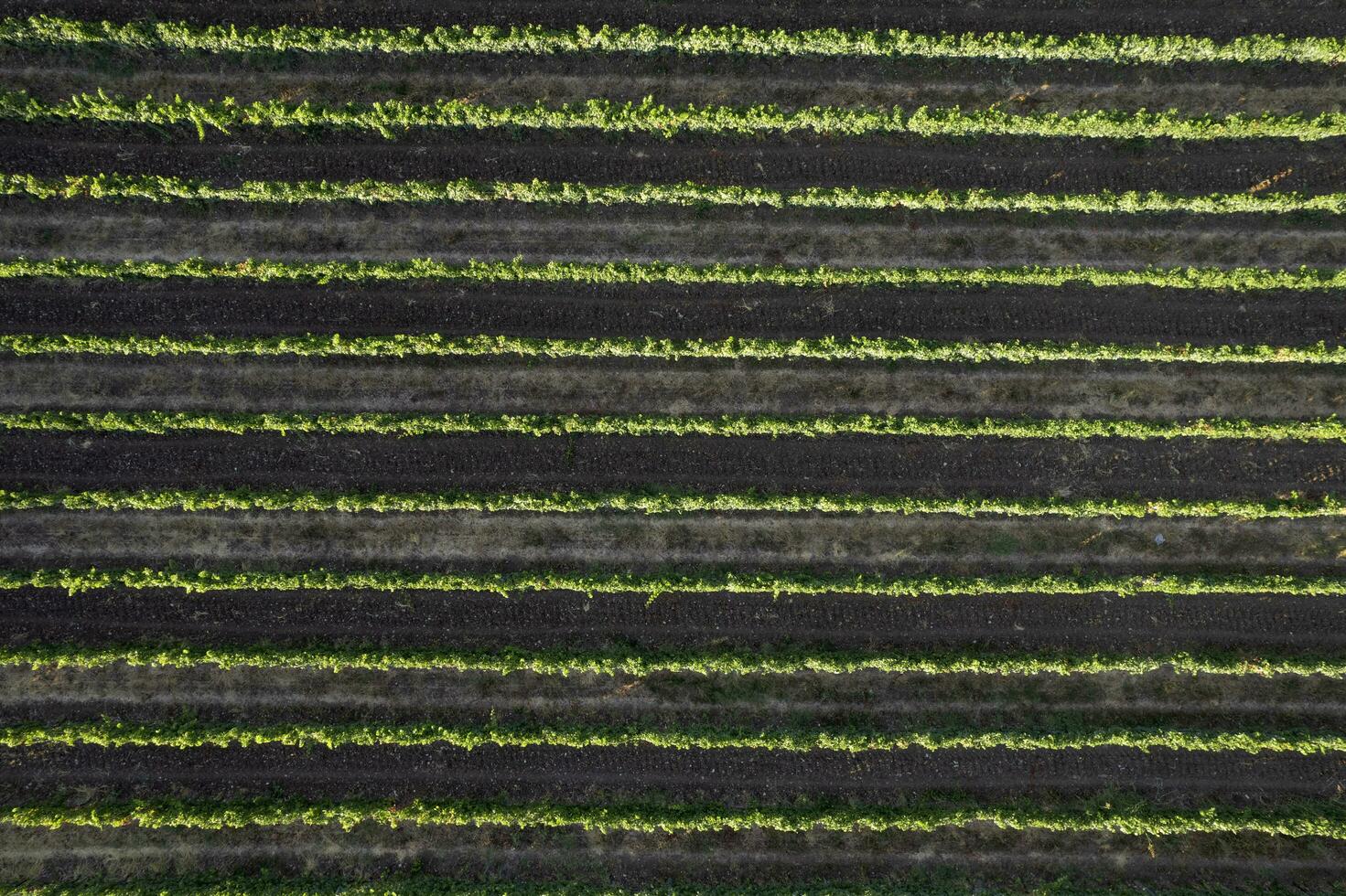 aéreo Visão do a linhas do uma Vinhedo Toscana Itália foto