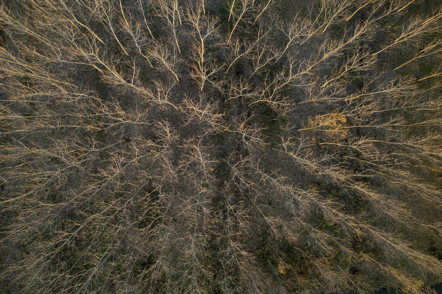 aéreo Visão do uma floresta com nu árvores dentro a inverno estação foto