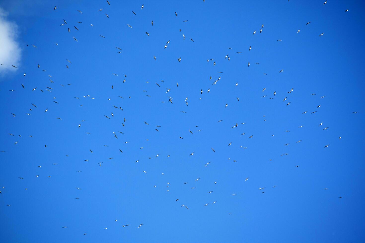 rebanho do gaivotas dentro azul céu foto