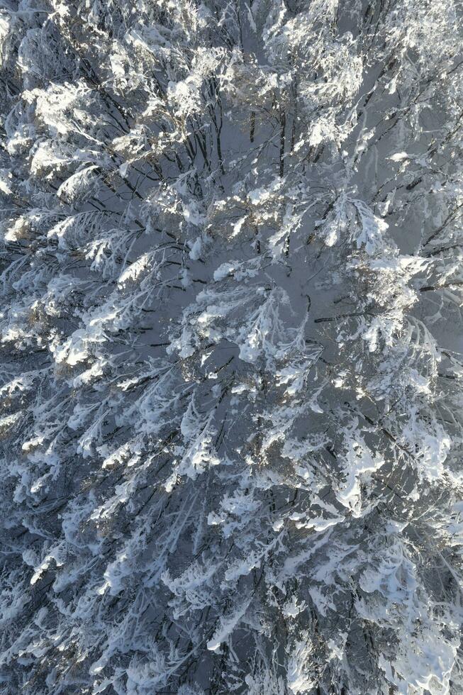 completamente coberto de neve floresta ocupado a partir de acima foto