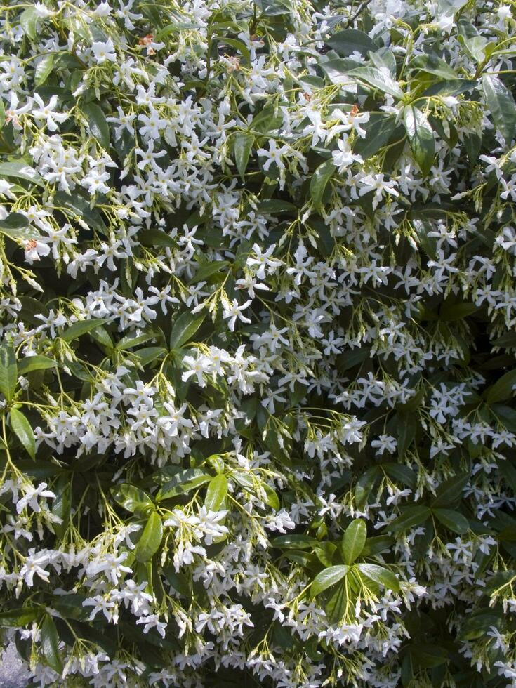 uma arbusto com branco flores e verde folhas foto