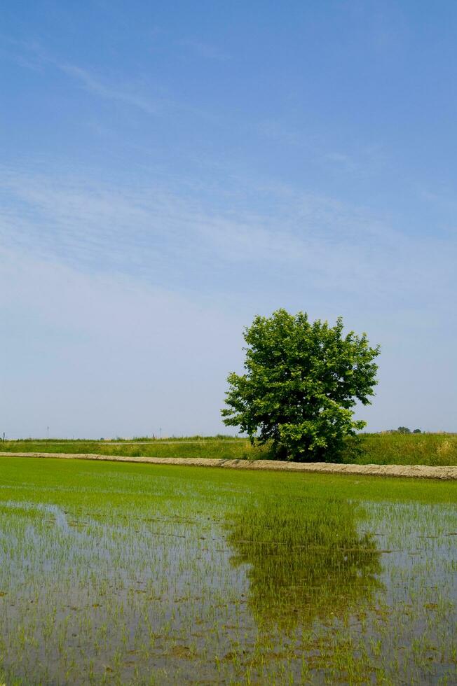 arroz Campos dentro Vercelli Itália foto