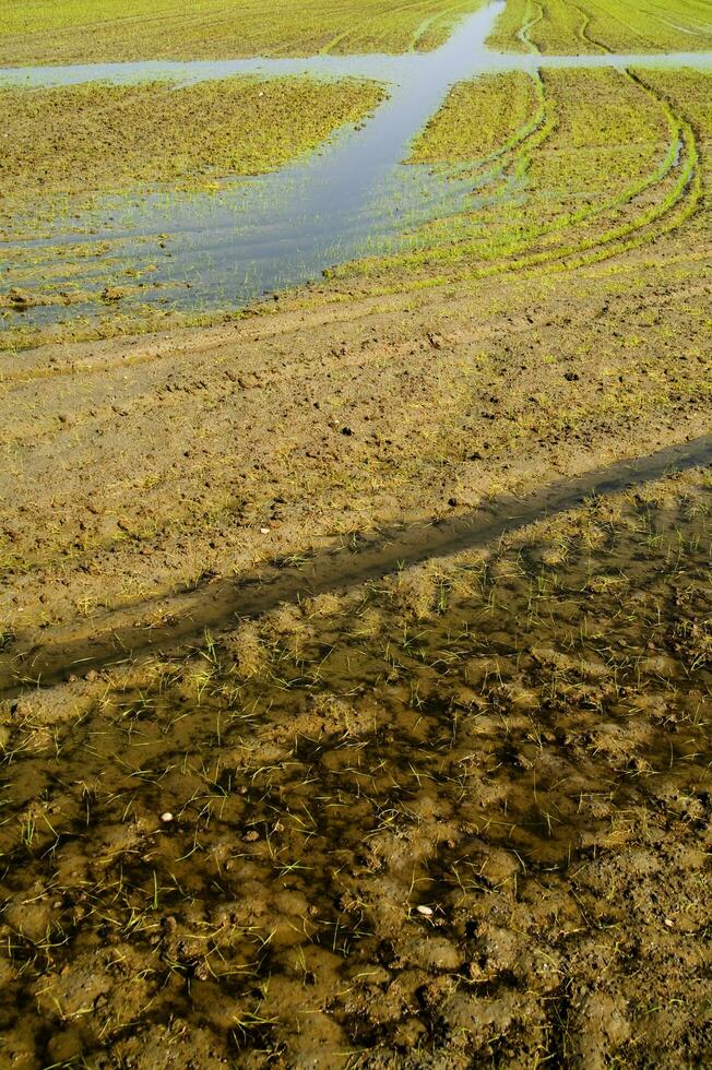 arroz Campos dentro Vercelli Itália foto