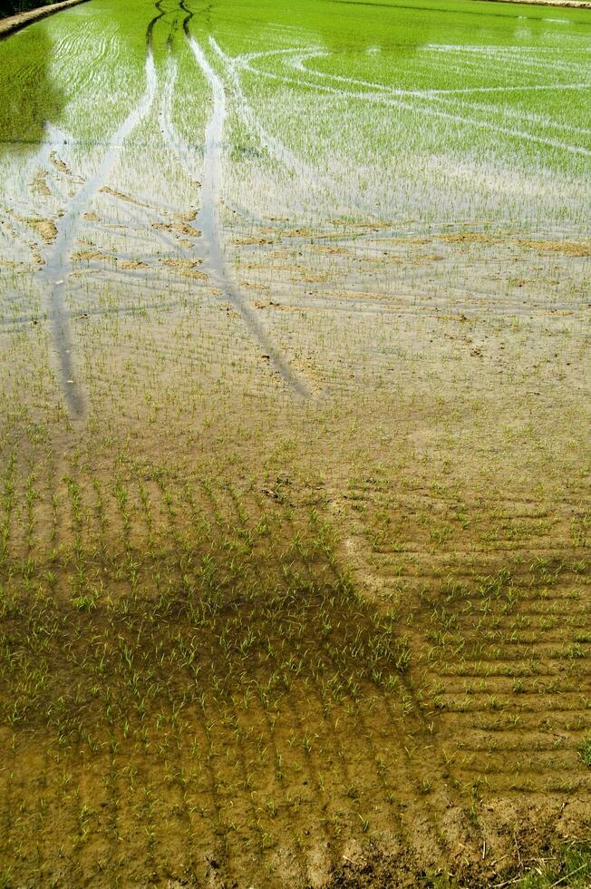 arroz Campos dentro Vercelli Itália foto