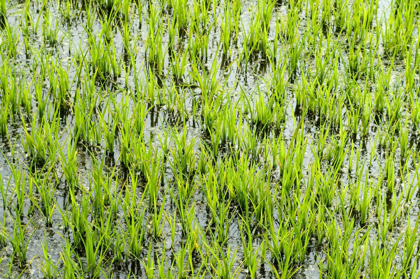 arroz Campos dentro Vercelli Itália foto