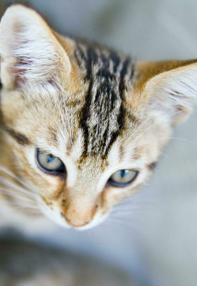 uma fechar acima do uma gato olhando às a Câmera foto