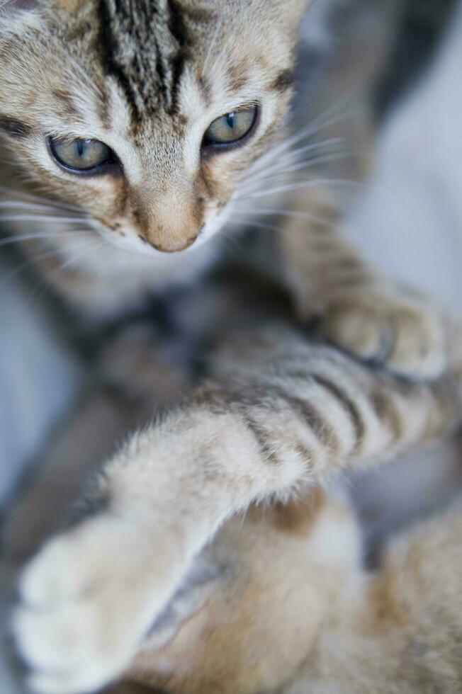 uma fechar acima do uma gato olhando às a Câmera foto