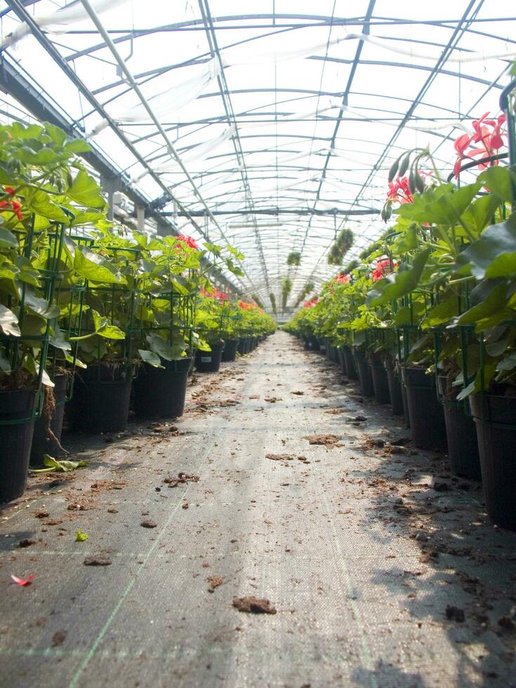 uma ampla campo do vermelho flores dentro uma estufa foto